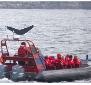 Victoria Zodiac Vessel Tour (Summer)