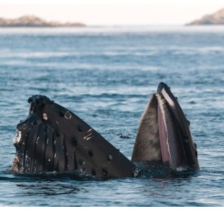 Victoria Uncovered Vessel Tour (Summer)