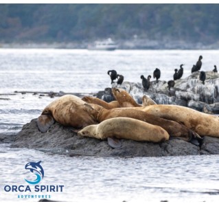 Victoria Whale Watching Covered Vessel Tour (Summer)