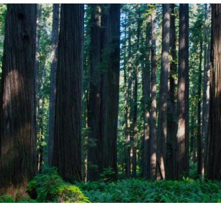 7 Day Tour - Oregon South Tour