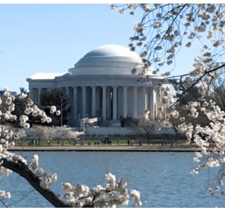 Cherry Blossoms by Bike Tour