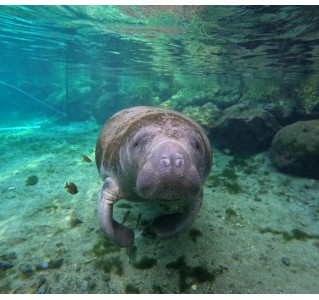2 Night "Break Away" at Crystal River, Manatee Swim & Boat Tour
