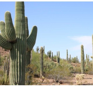 11 Day Tour - Arizona Wonders: From the Desert to the Canyons