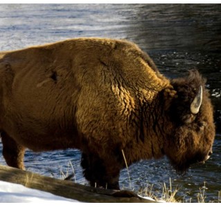 8 Day Tour - Yellowstone Winter Wildlife Walks