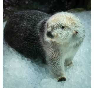 Aquarium of The Pacific