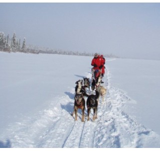 Dog sledding Tour - Half Day