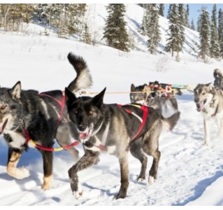 Dog sledding Tour - Half Day