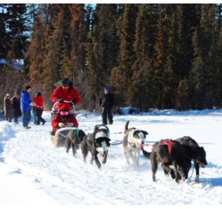 Dog sledding Tour - Half Day