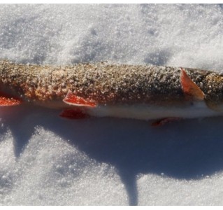 Ice Fishing & Snowshoeing - Half Day