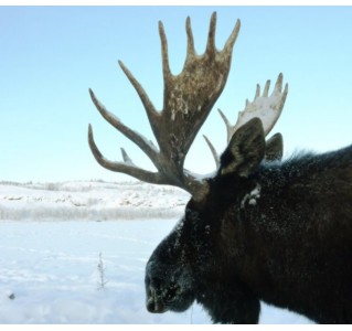 Yukon Wildlife Viewing Tour - Half Day
