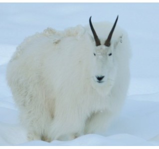 4 Day Aurora Borealis Viewing (Summer) - Yukon Wildlife