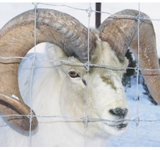 Yukon Wildlife Viewing Tour - Half Day