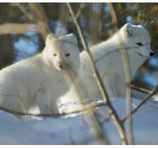 Wildlife & Hot Springs - Half Day
