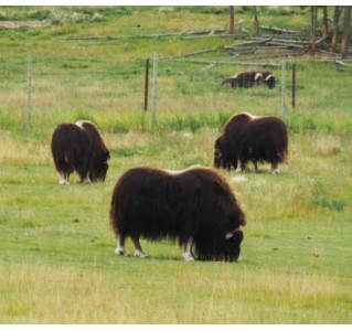4 Day Aurora Borealis Viewing - Hiking, Wildlife & Hot Springs
