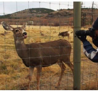 Yukon Wildlife Viewing Tour - Half Day