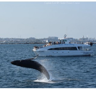 West Harbor LA Whale Watching and Dolphin Tour (San Pedro) West Harbor LA Whale Watching and Dolphin Tour (San Pedro)