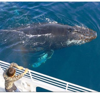 Long Beach Whale Watching and Dolphin Tour Long Beach Whale Watching and Dolphin Tour