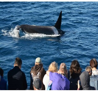Long Beach Whale Watching and Dolphin Tour