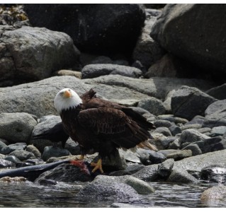 4 Hour Bald Eagle Feeding Frenzy Tour from Campbell River 4 Hour Bald Eagle Feeding Frenzy Tour from Campbell River