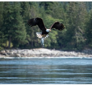 Whale and Wildlife Tour in Campbell River - 4 Hour