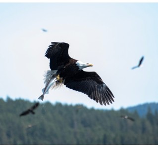 4 Hour Bald Eagle Feeding Frenzy Tour from Campbell River