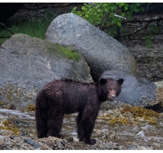 Spring Bear and Waterfall Tour