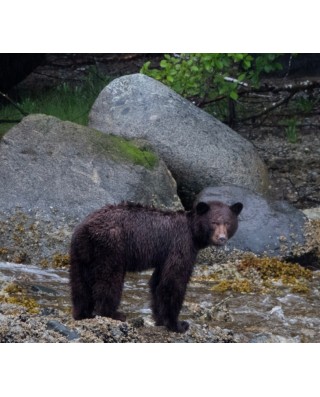 Grizzly Bear Tours