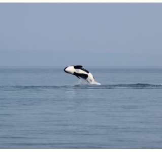 Whale and Wildlife Tour in Campbell River - 4 Hour