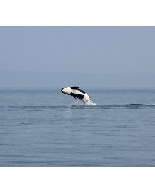 Whale Watching Tours