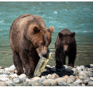 Grizzly Bear Expedition to Bute Inlet from Campbell River