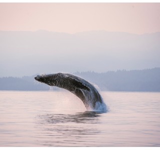 Whale and Wildlife Tour in Campbell River - 4 Hour Whale and Wildlife Tour in Campbell River - 4 Hour