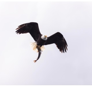 6 Hour Bald Eagle Feeding Frenzy Tour from Campbell River
