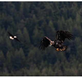 6 Hour Bald Eagle Feeding Frenzy Tour from Campbell River