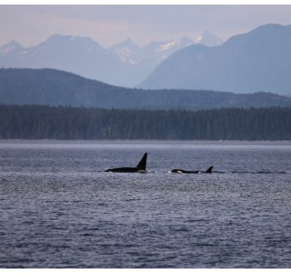 Full Day Kayaking with Whales