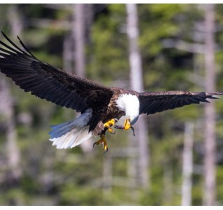 4 Hour Bald Eagle Feeding Frenzy Tour from Campbell River