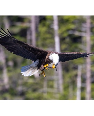 Bald Eagle Feeding Tours