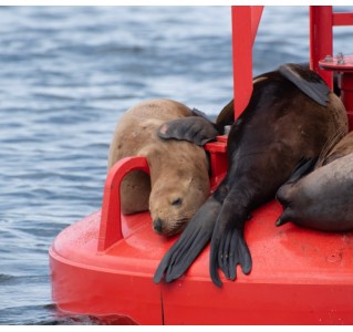 4 Hour Zodiac Whale and Wildlife Tour Campbell River