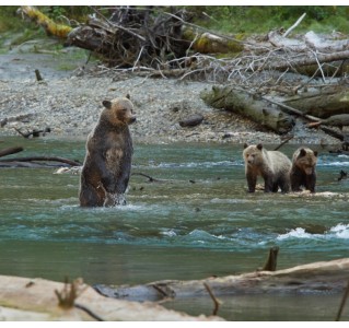 Grizzly Bear Expedition to Toba Inlet from Campbell River