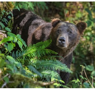 Grizzly Bear Expedition to Toba Inlet from Campbell River