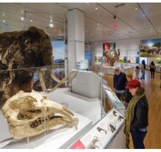 American Museum of Natural History