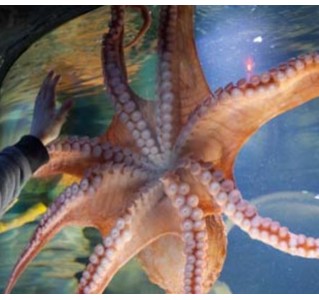 SEA LIFE Aquarium - New Jersey