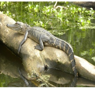 Cajun Pride Swamp Tours without Transport