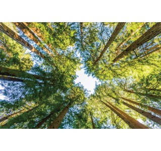 Muir Woods & Sausalito 4 Hour Tour