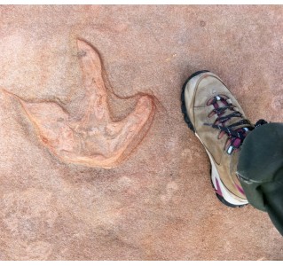 Slot Canyon and Dinosaur Track Combo Tour (Half Day)
