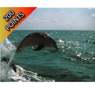Clearwater Beach Tour Including Dolphin Encounter Boat Ride