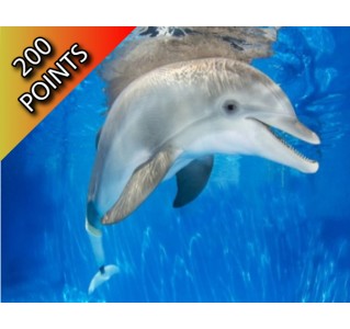 Clearwater Beach Tour with Clearwater Marine Aquarium
