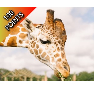 Wild Florida Drive-Thru Safari Park