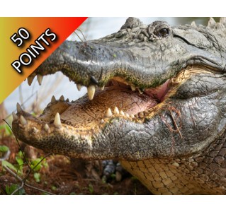 Gatorland 1 Day Admission Ticket