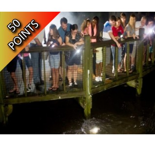 Gatorland Night Shine