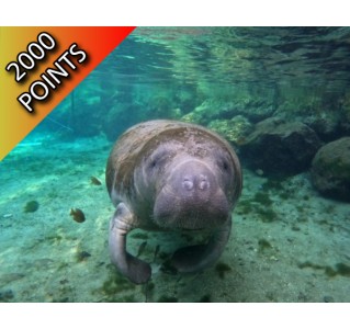 2 Night "Break Away" at Crystal River, Manatee Swim & Boat Tour